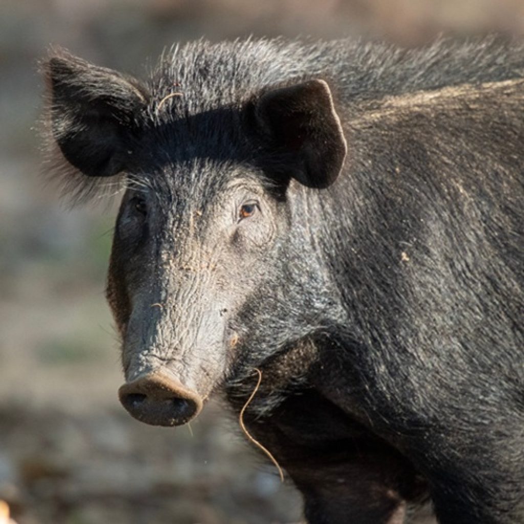 Local Shoot Targets Growing Feral Pig Population