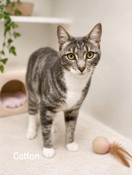 Pet of the Week  Meet Cotton! 