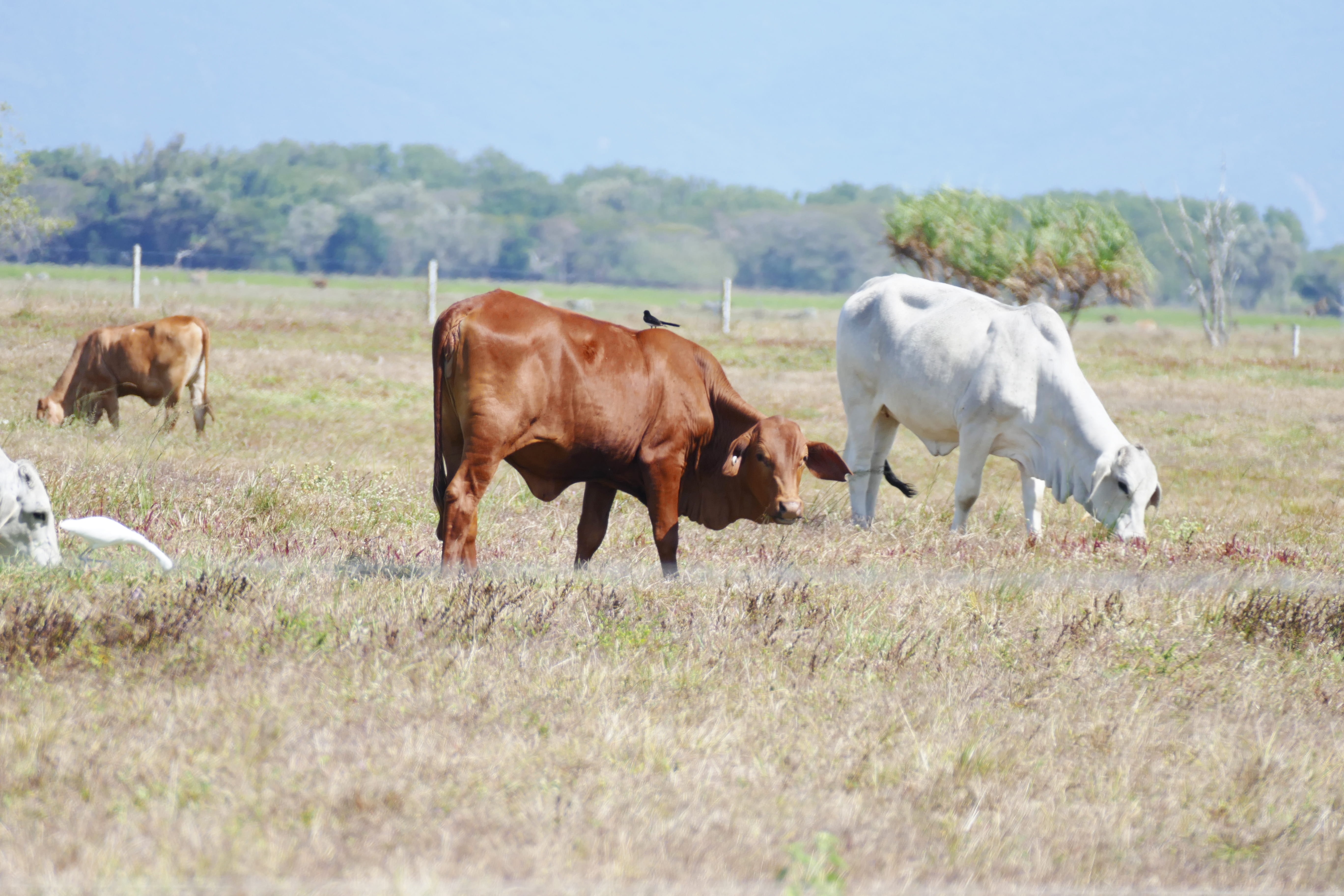 Hinchinbrook Beef Producers Set To Benefit From Cattle Breeding Technology Investment 