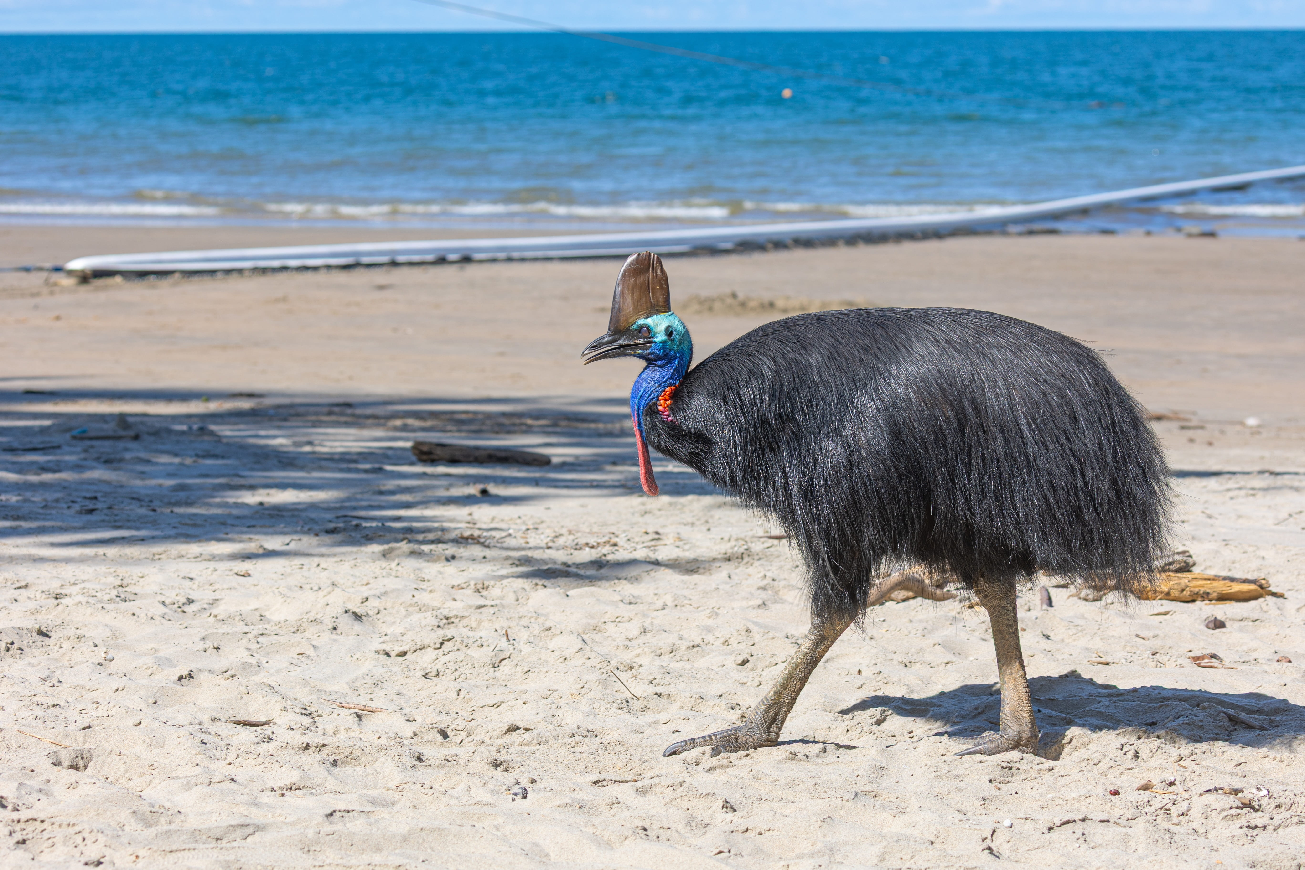 Celebrate World Cassowary Day In Our Own Backyard 