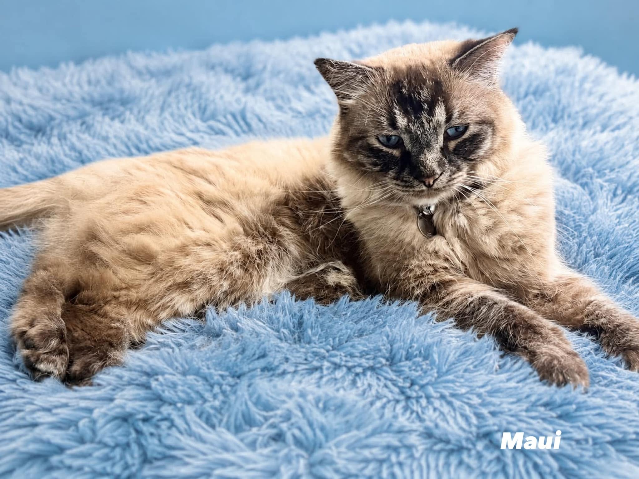 Pet of the Week Meet Maui! 