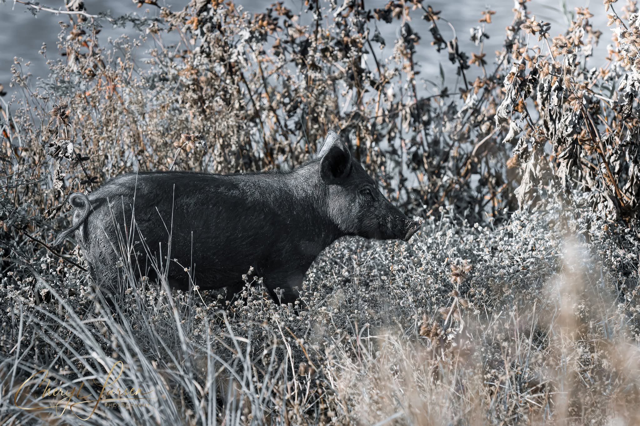 Photo Of The Week 
