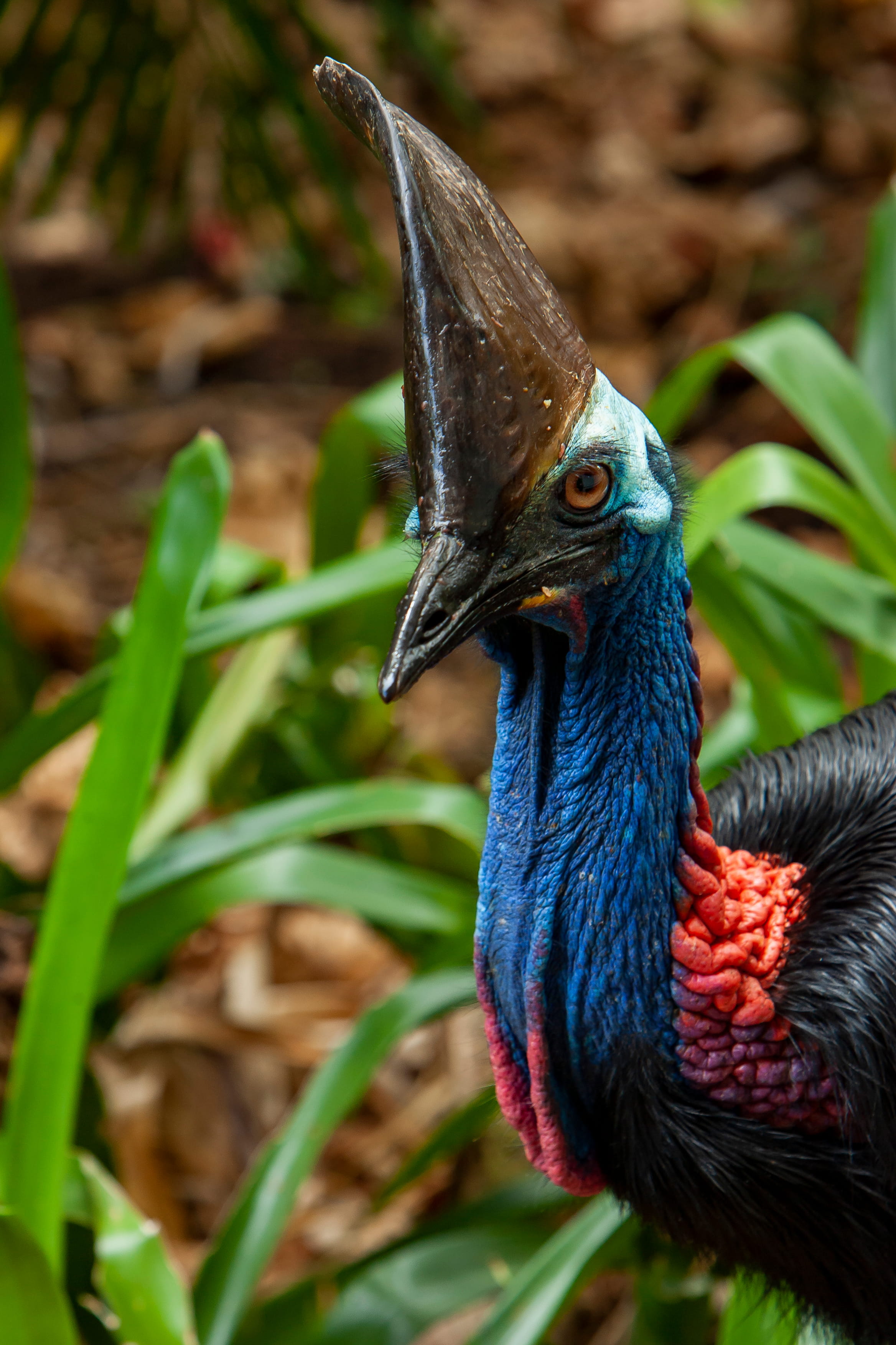 Take A Stroll On World Cassowary Day  