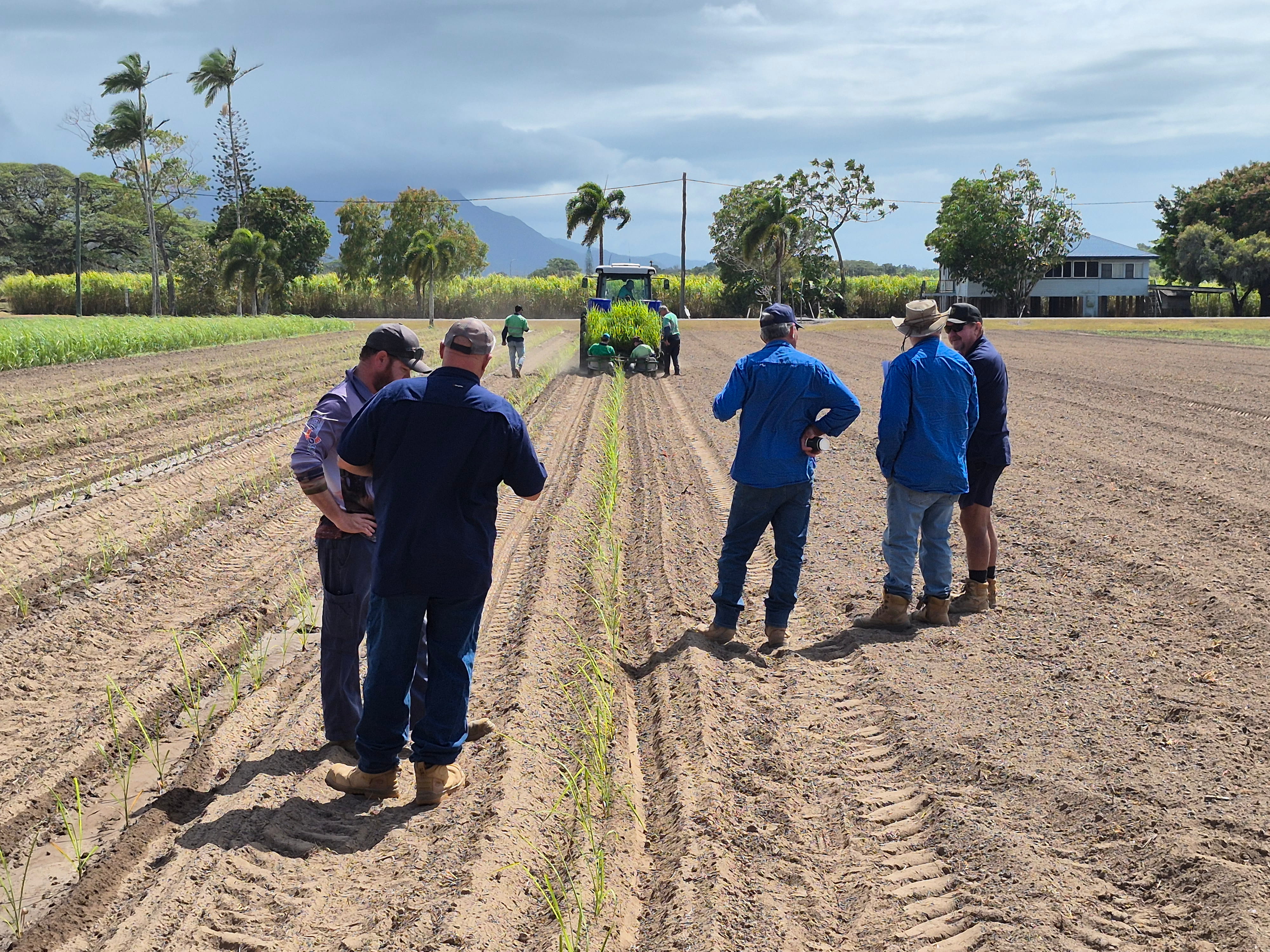 TISSUE CULTURE USE ON THE RISE IN HERBERT