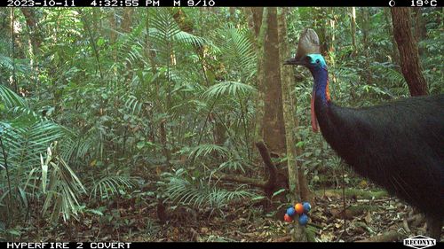 The World’s Southernmost Wild Cassowaries