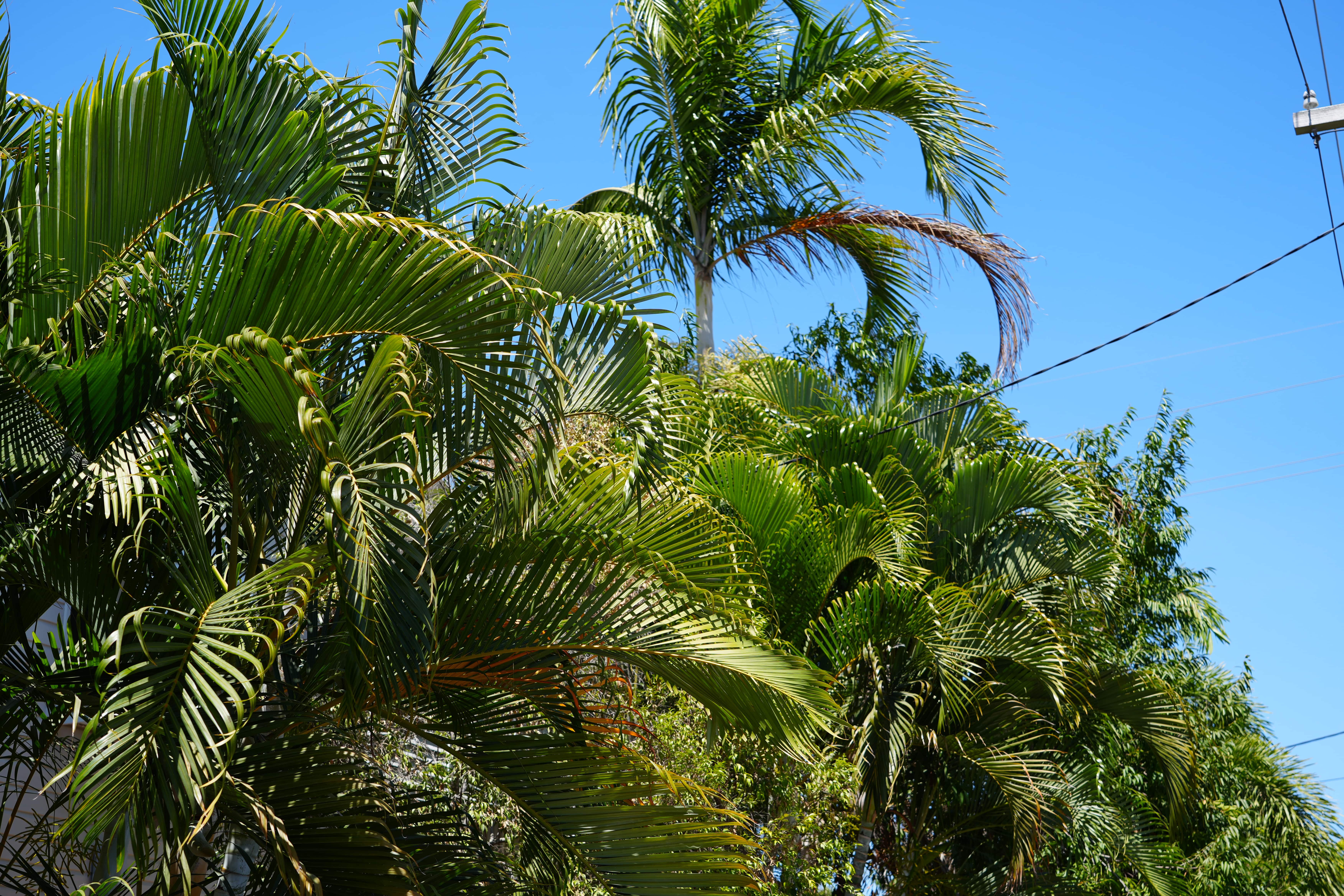 Spring Safety Advice Look Up And Live When Trimming Trees