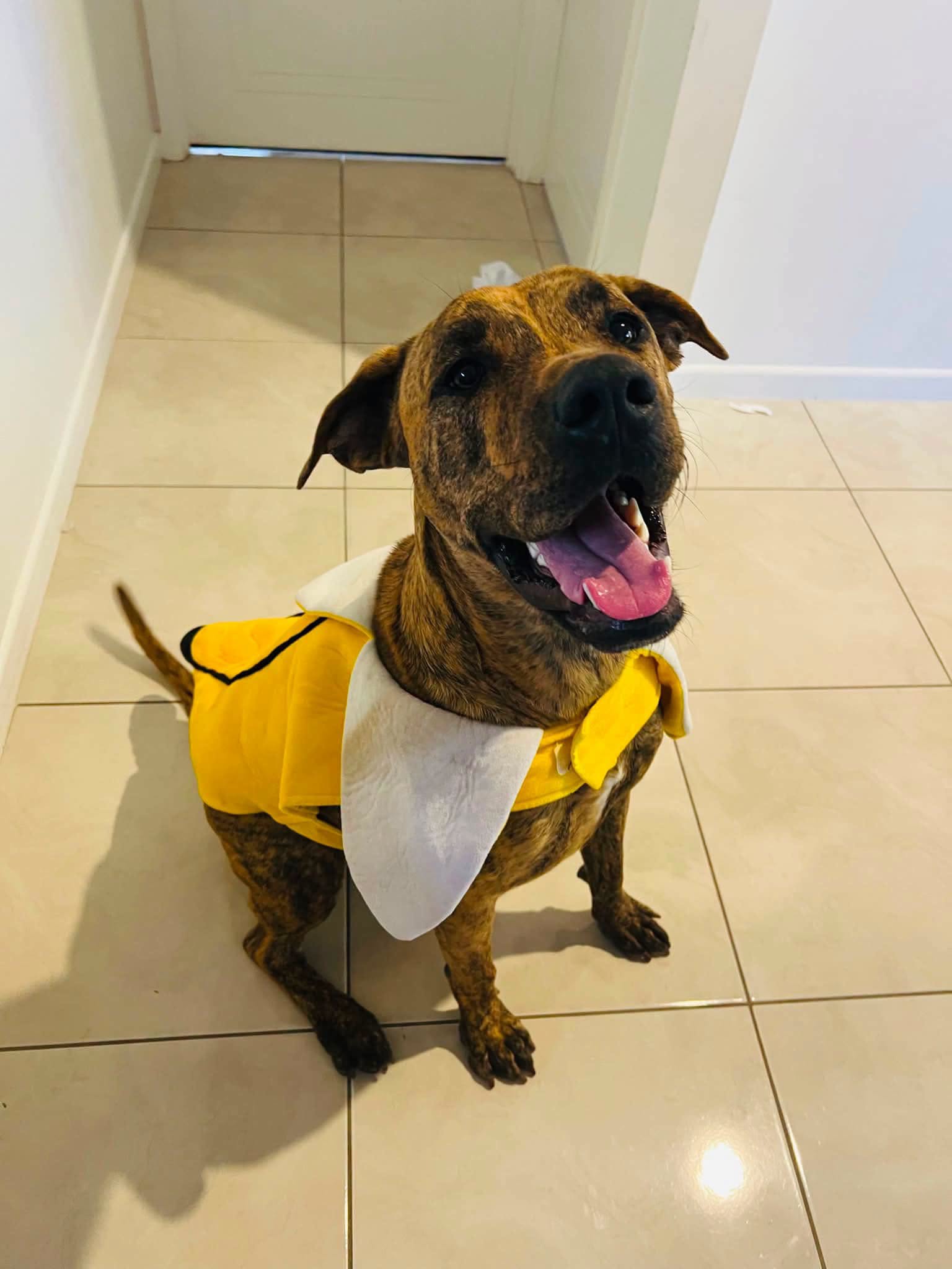 Pet of the Week Meet Optimus!