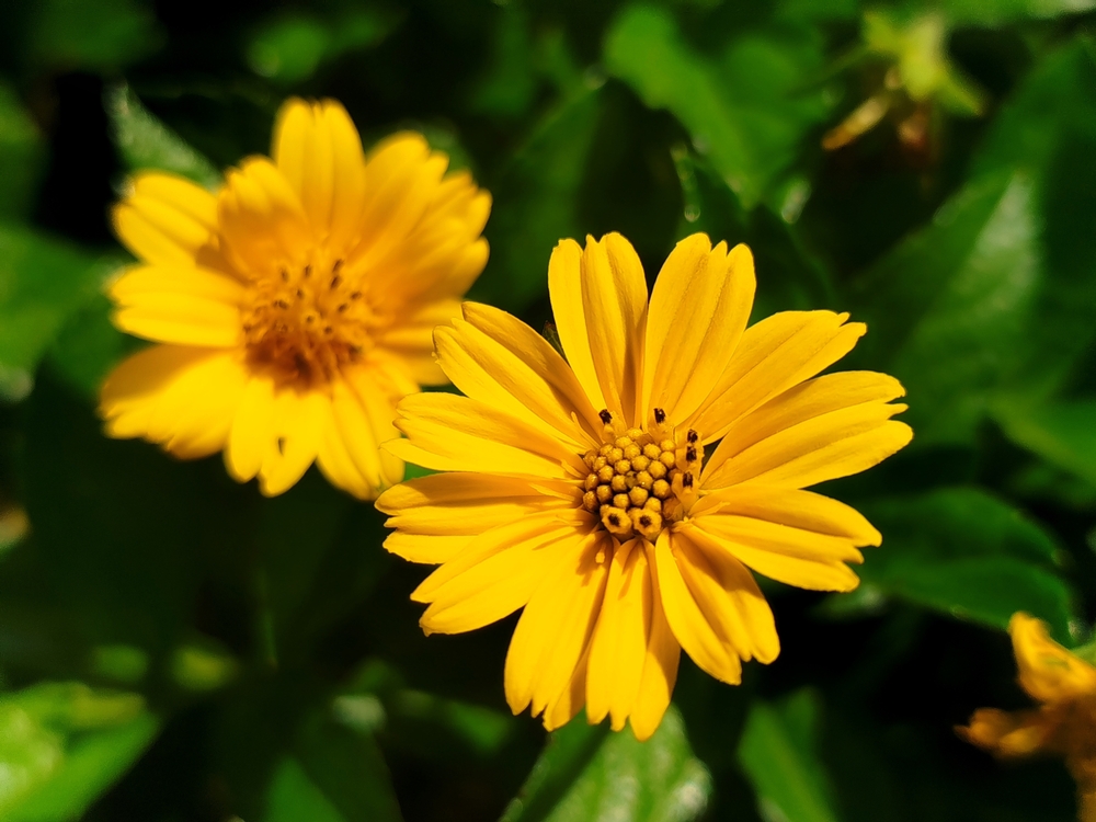 Pest Weed Of The Month Singapore Daisy
