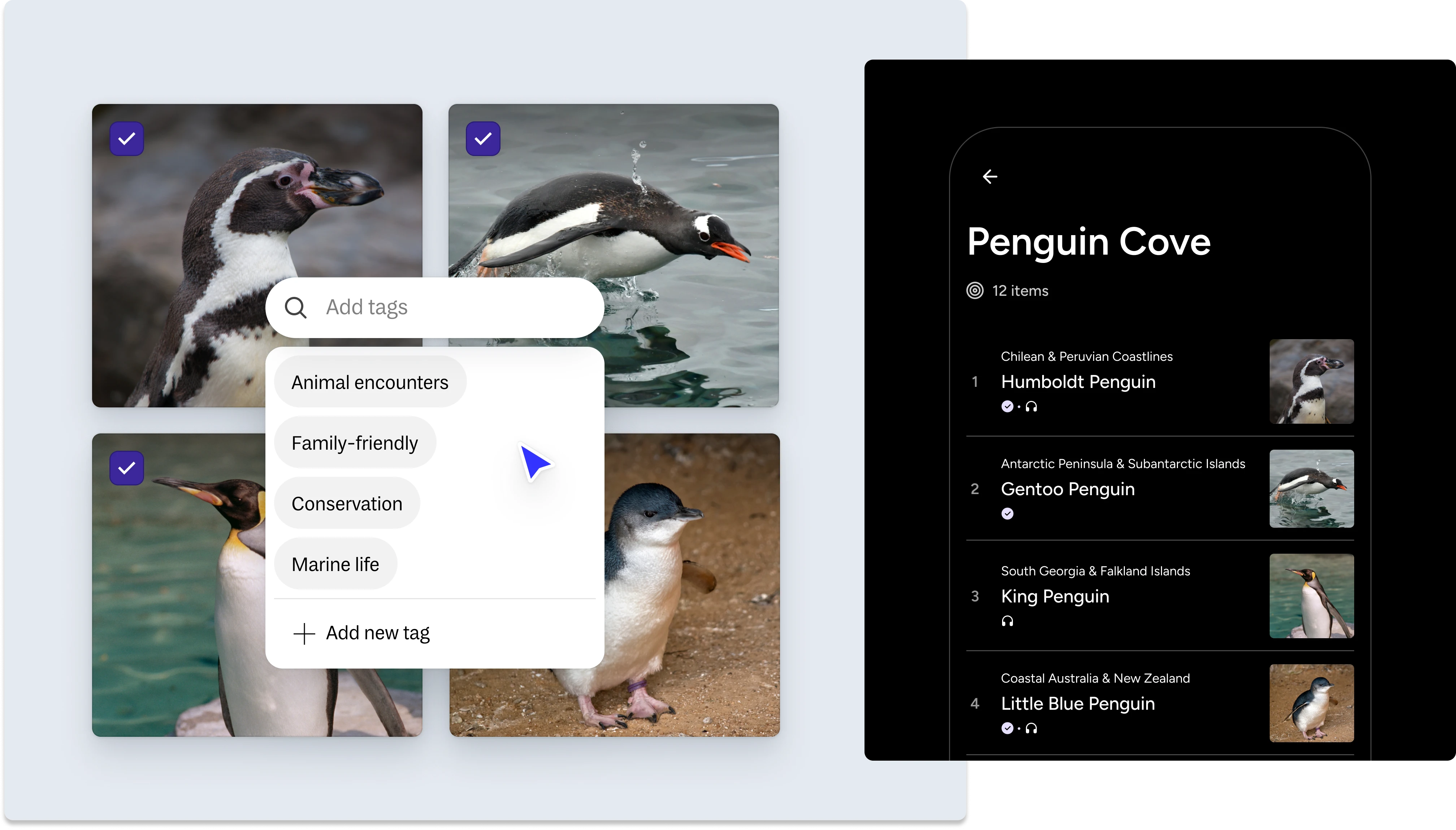 Zoo digital guide interface showing Penguin Cove habitat with tagged images of Humboldt, Gentoo, King, and Little Blue penguins, displaying species names and origins for visitors.