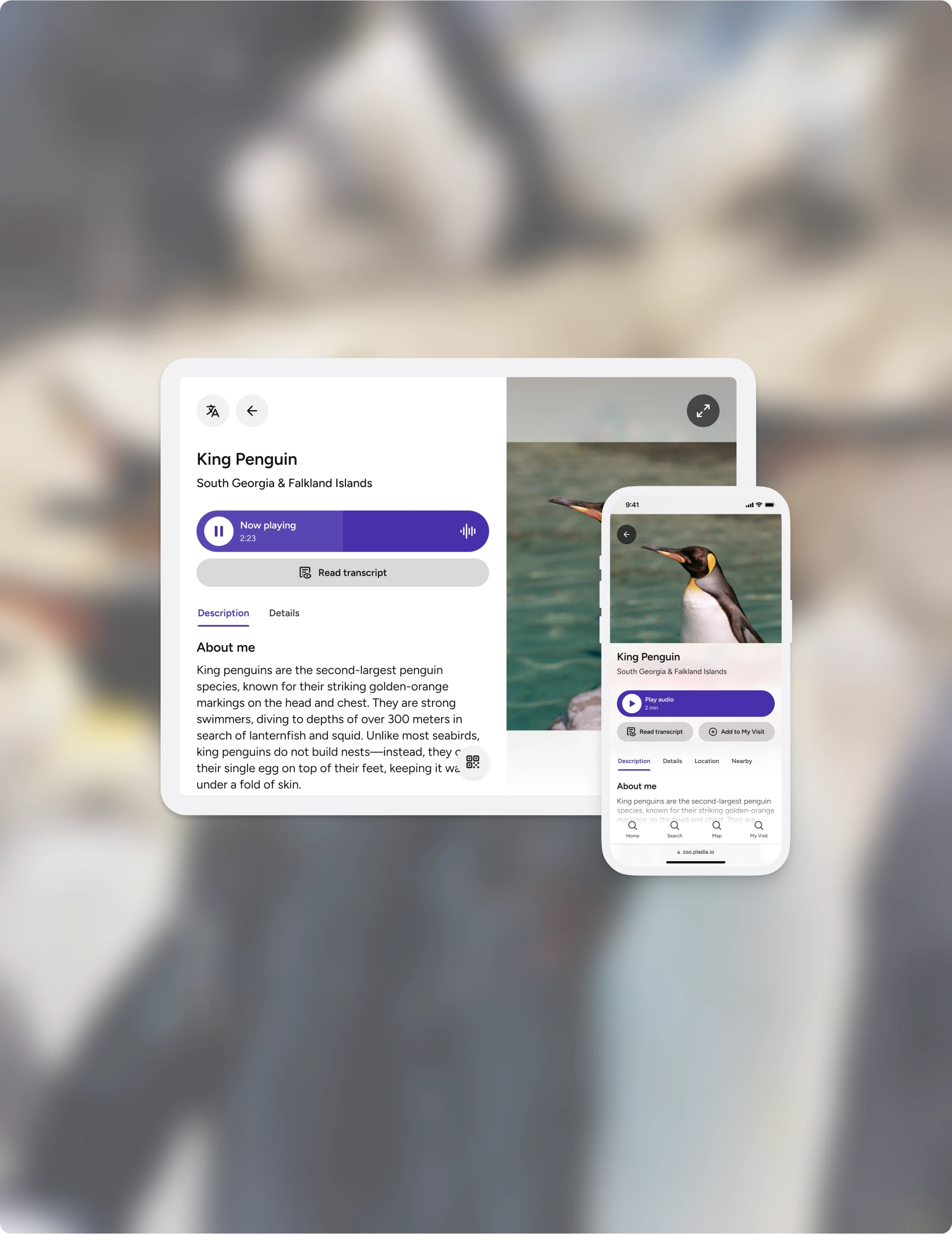 Digital label mockup for a King Penguin exhibit showing tablet and mobile views with species information, audio guide playback, and transcript options for visitors.