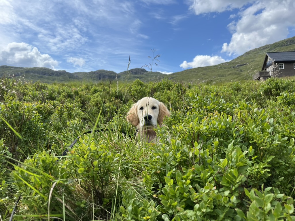 Bilde av en golden retriever der du kun ser hodet og hunden ser på deg