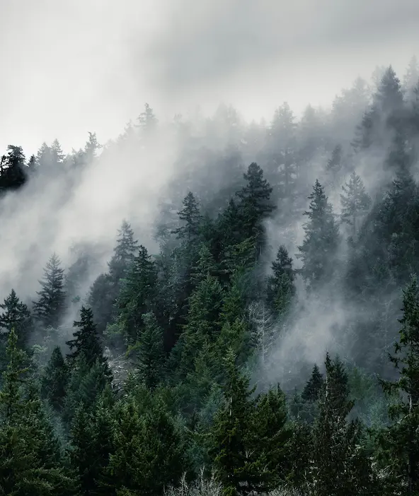 Forêt de cèdres, nature et verdure.