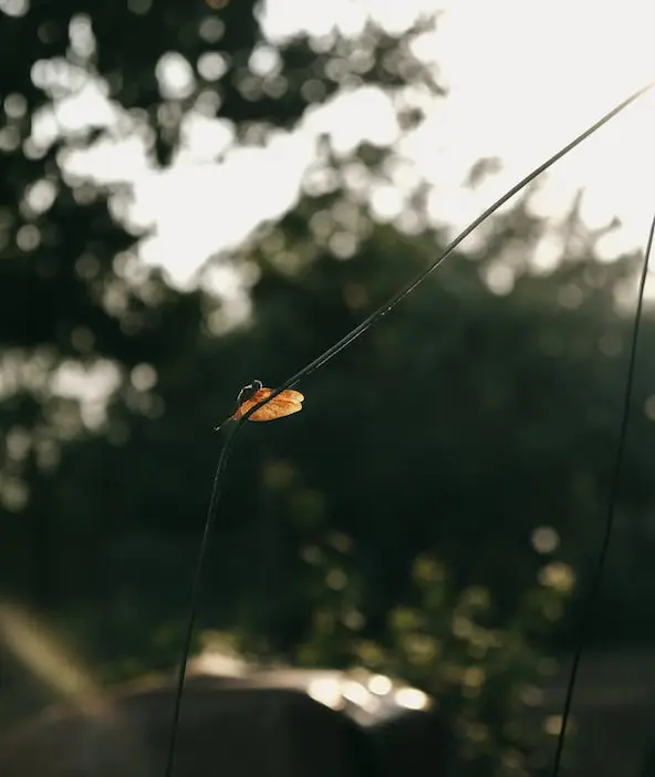 Un papillon au milieu de la nature.