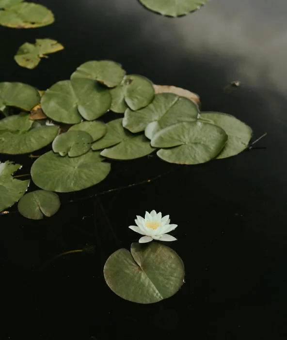 Lotus éclatant flottant sur un lac paisible, image de calme et d’harmonie.