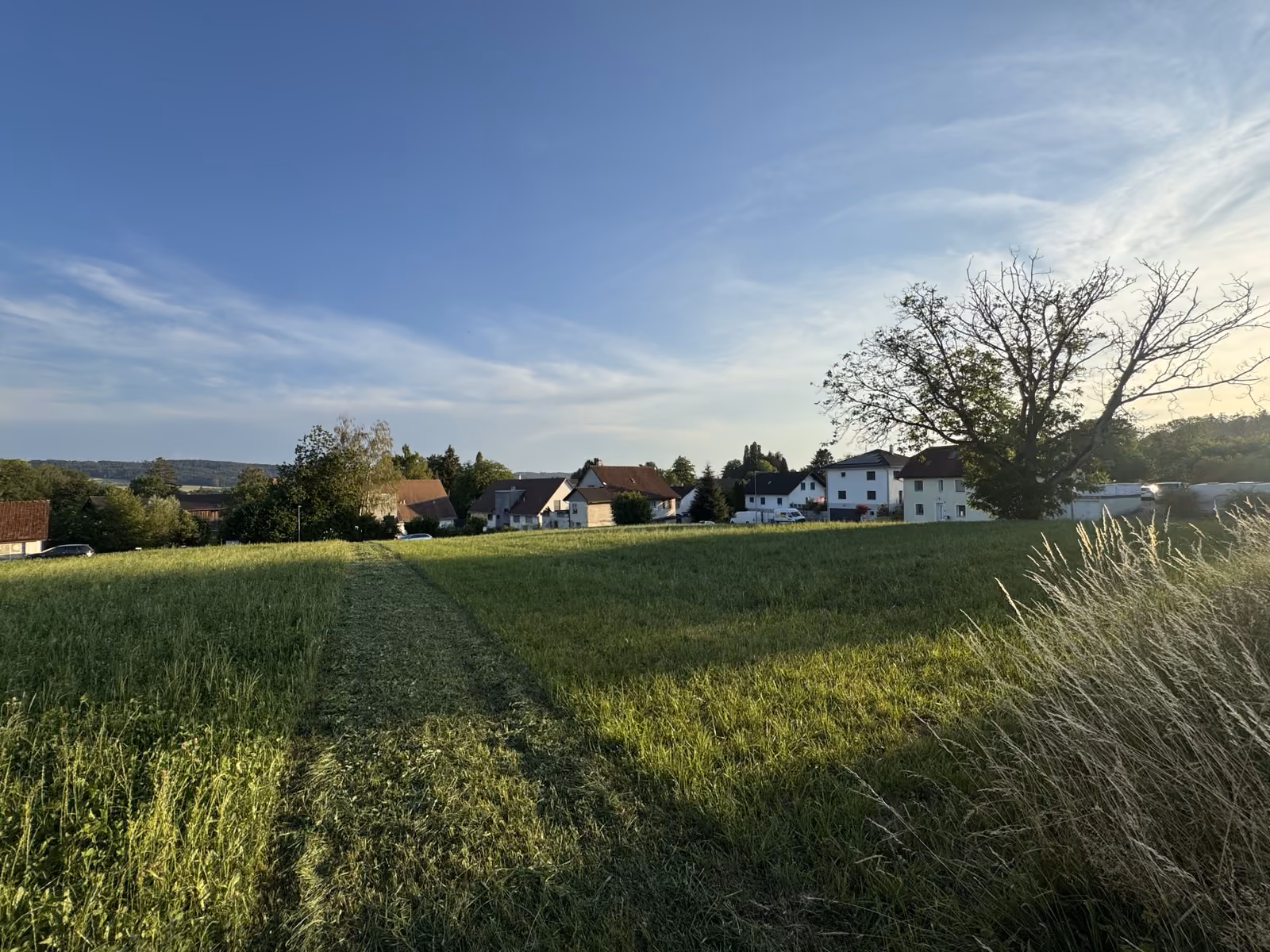 Parzelle P1 Südhang mit Wiese und Baum