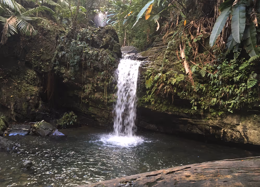 Panoramic view of the El Yunque canopy and surrounding mountains in Puerto Rico