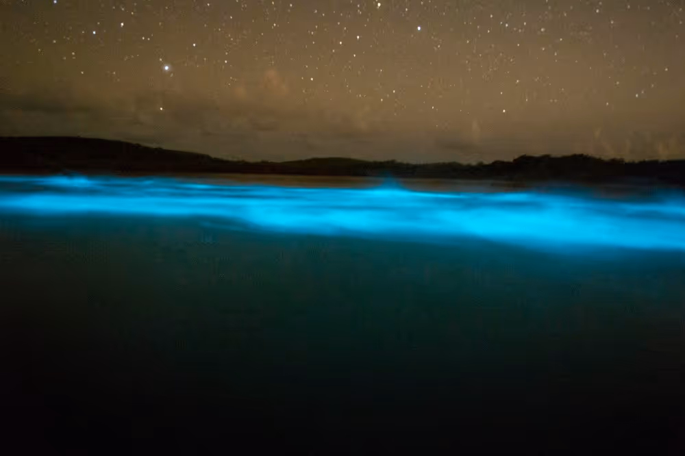 Vieques Bio Bay: Clear Kayak Glow Tour