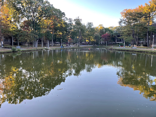 New York: Restoration of University Pond Depth