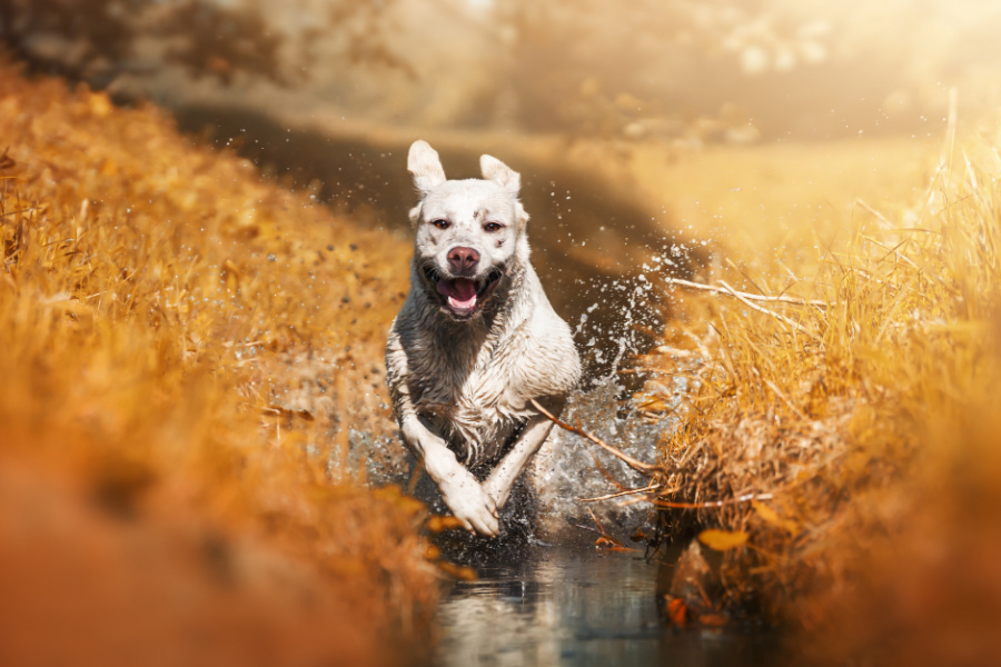 Can Dogs have ADHD? Treatment, Causes, Breeds