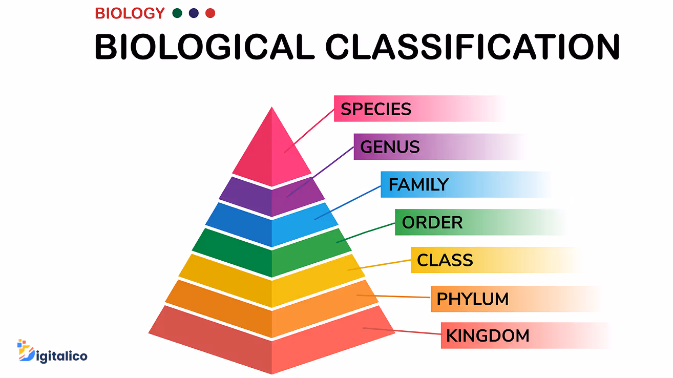  biology diagram show biological classification for some living organism from kingdom to species. It’s a way to establish taxonomy in that niche.