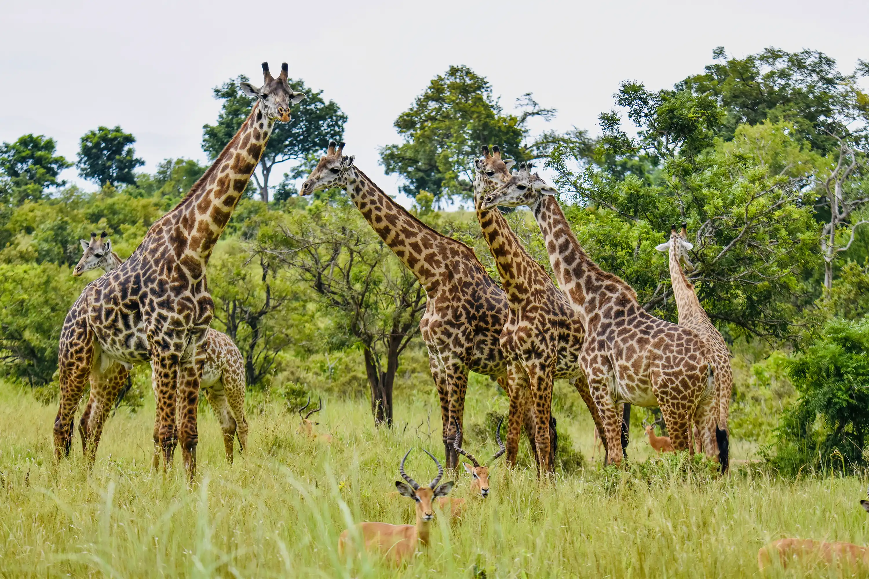 Mehrere Giraffen, wovon eine Giraffe in die Kamera schaut