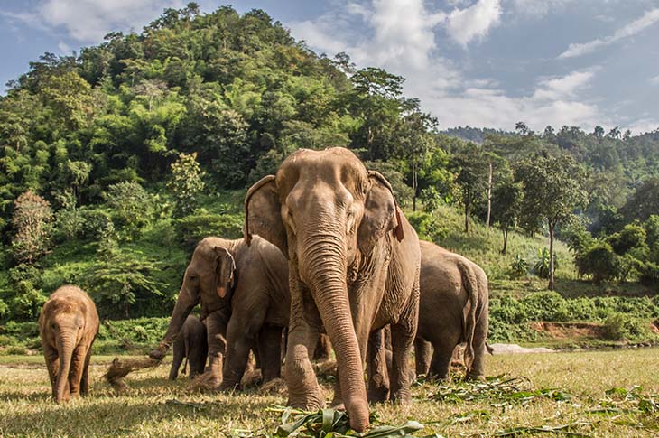 Nature & wildlife holidays in Southeast Asia