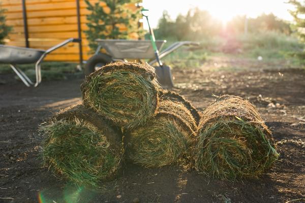 Optimal seasons to lay sod