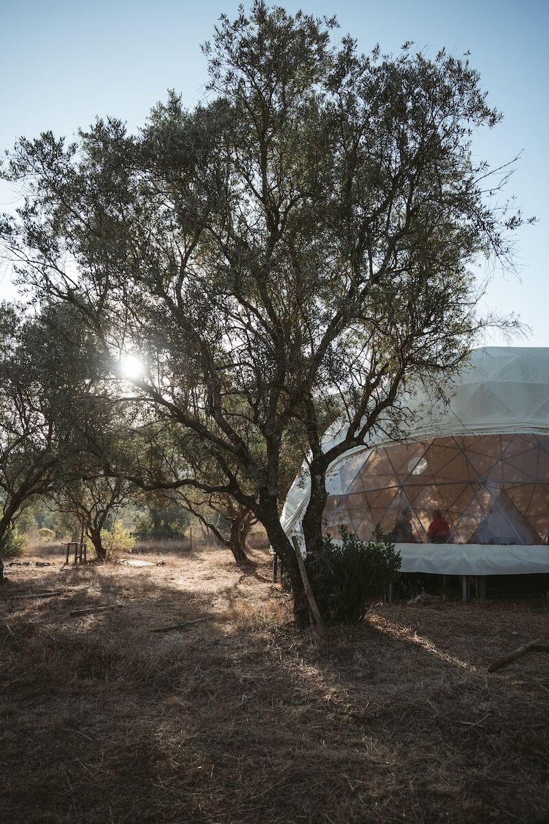Sunlight through olive trees at BioVilla, with the geodesic dome where the men's retreat circle gathers, Arrábida, Portugal