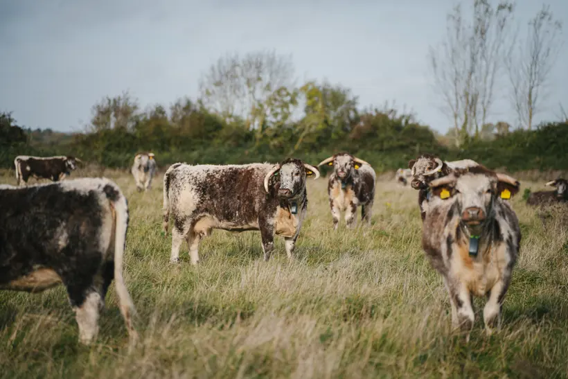 English longhorn cattle grazing the rewilded pasture at Elmore