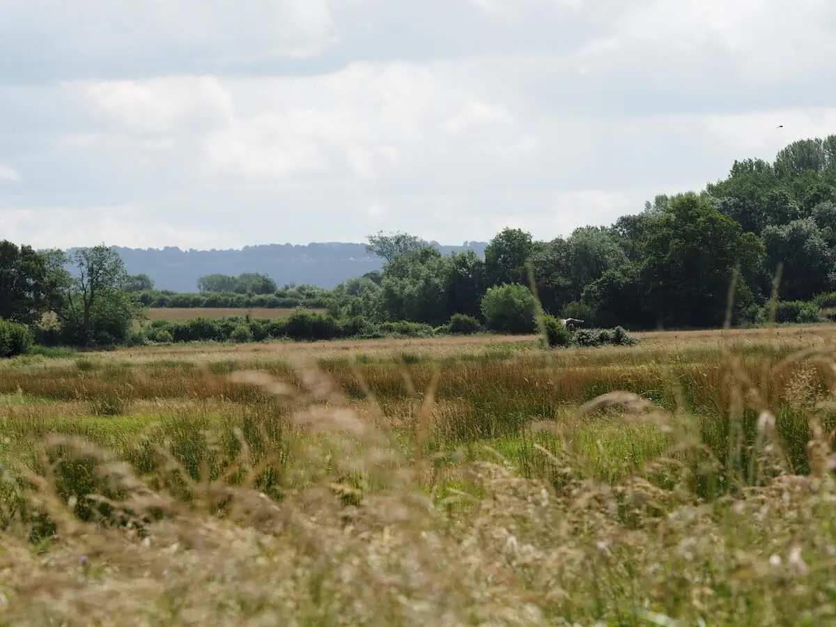 Wild meadow grasses on the rewilded fields at Elmore, Gloucestershire