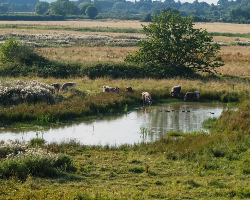 Longhorn cattle drinking at a wildlife pond on Elmore's rewilding land in Gloucestershire