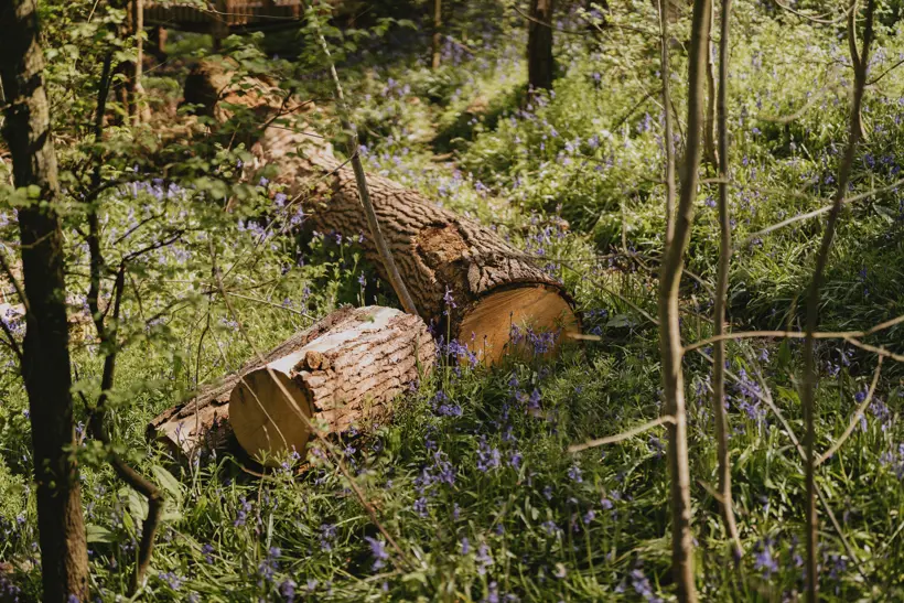 Fallen trunks among bluebells in Elmore's woodland