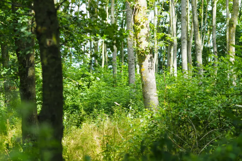 Sunlight through young woodland regenerating on the Elmore estate