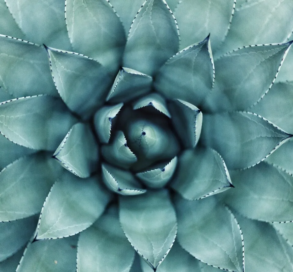 Photo of a flower