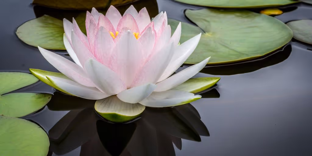 rule of thirds photography of pink and white lotus flower floating on body of water