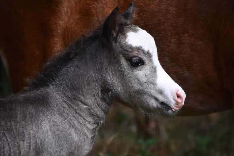 Coupe Vibratoire en Ardèche | Âne.webp