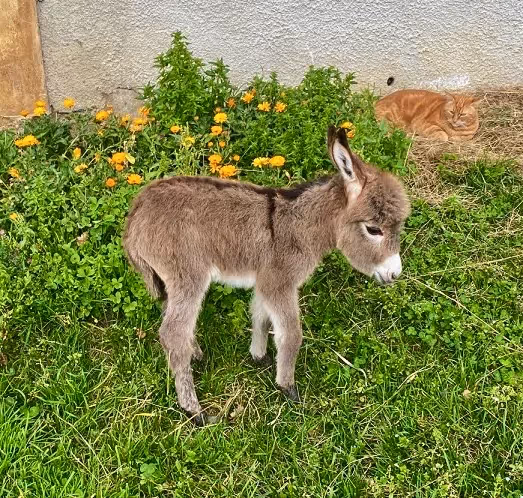 Coupe Vibratoire en Ardèche | Âne 2.webp