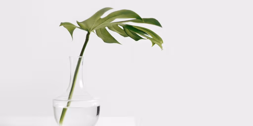 Cheese plant leaf in clear glass vase