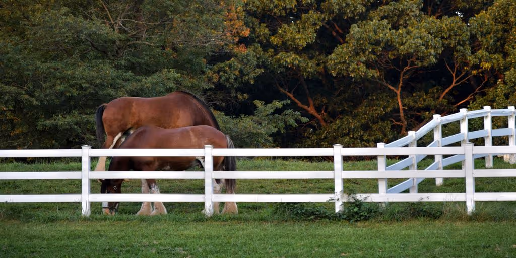 a couple of horses that are standing in the grass