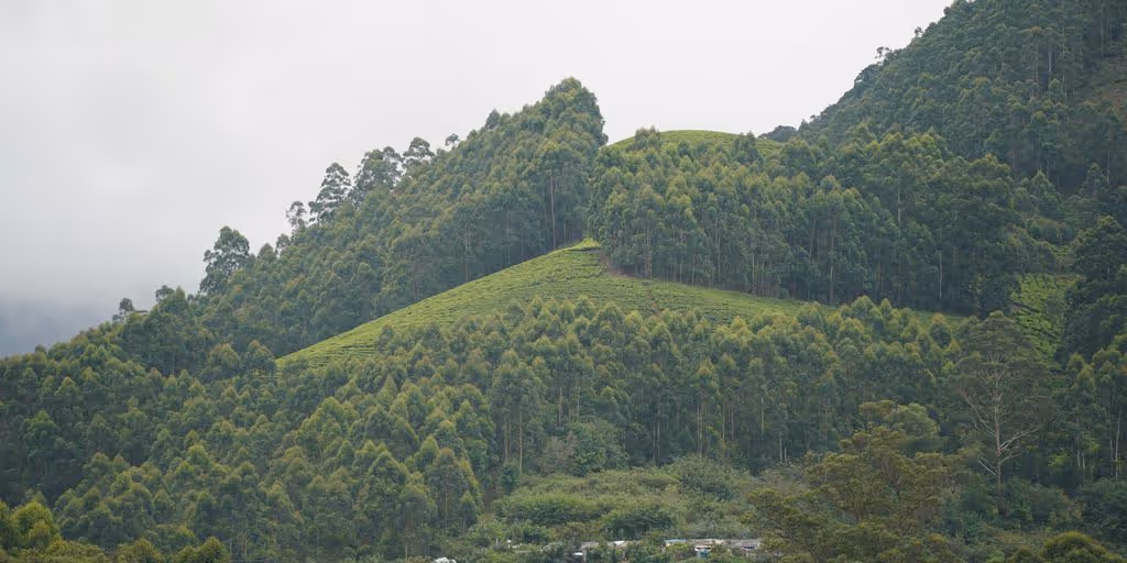 a lush green hillside covered in lots of trees
