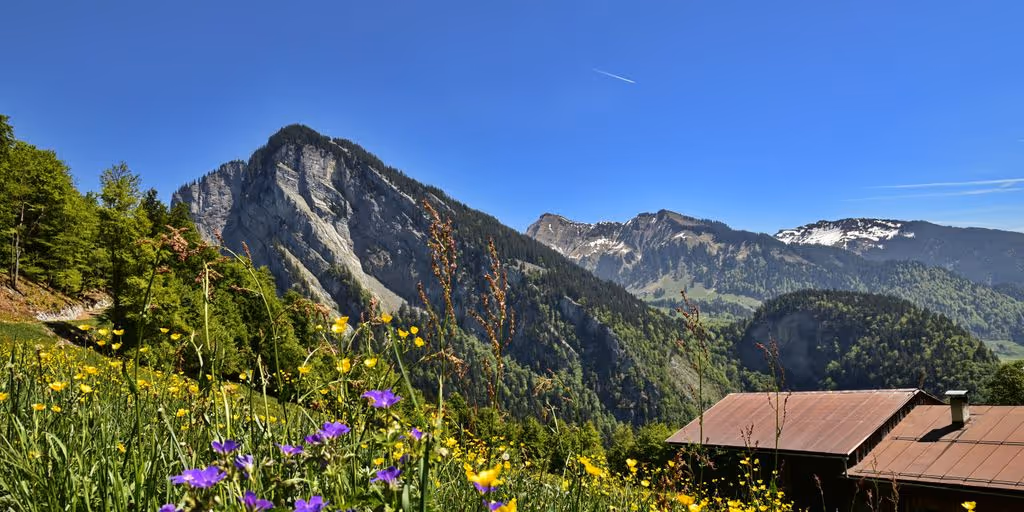 a view of a mountain range with wildflowers and mountains in the background