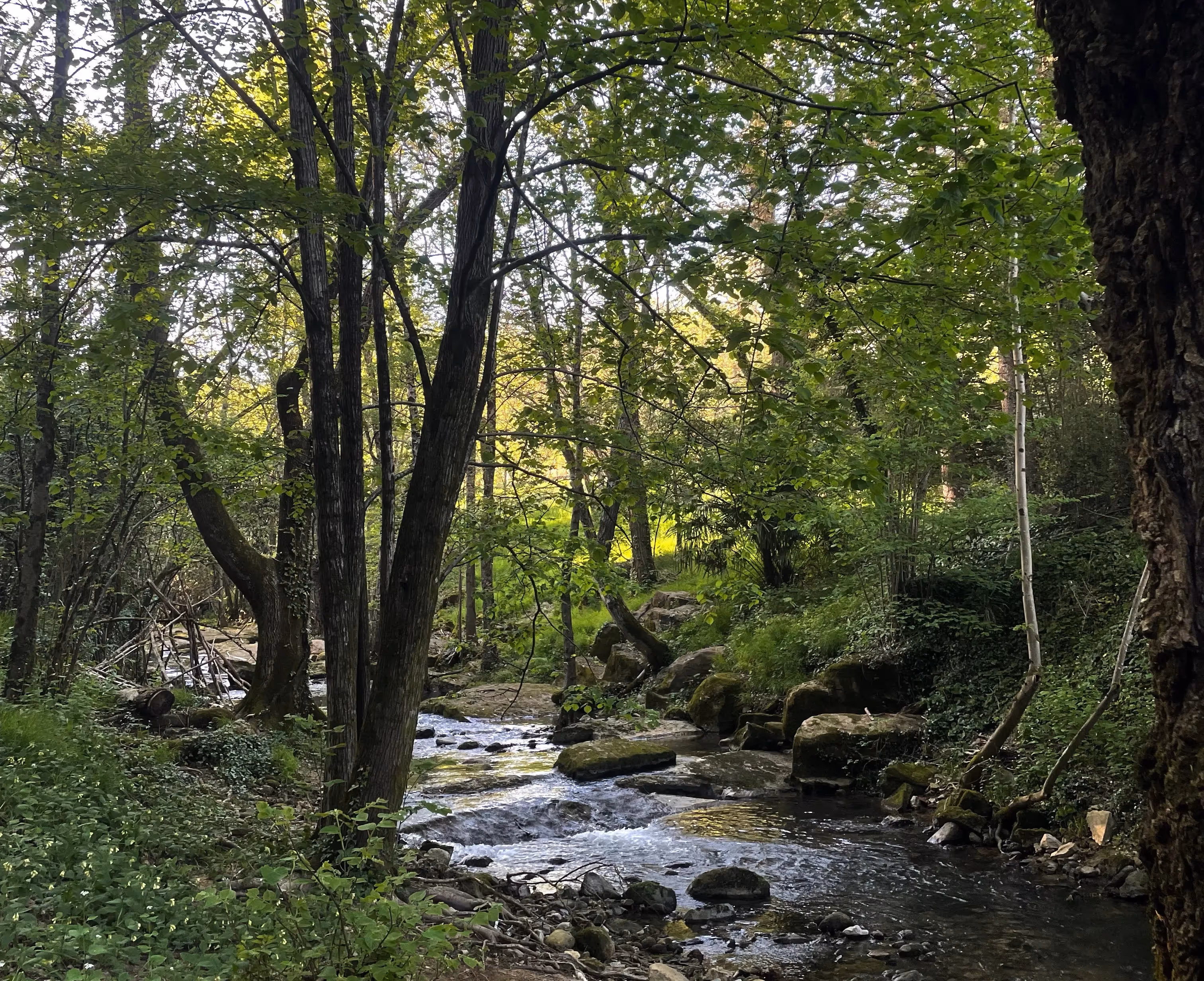 rivière moulin.webp