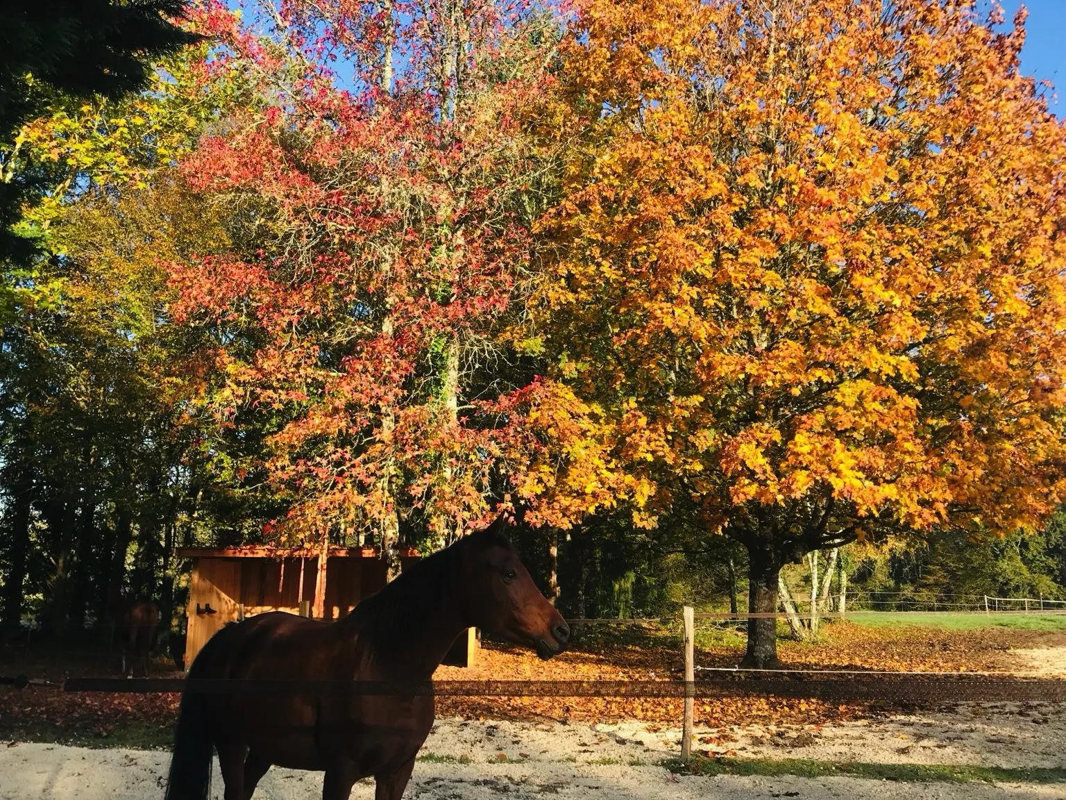 Lieu de Retraite Yoga en Dordogne 15.webp