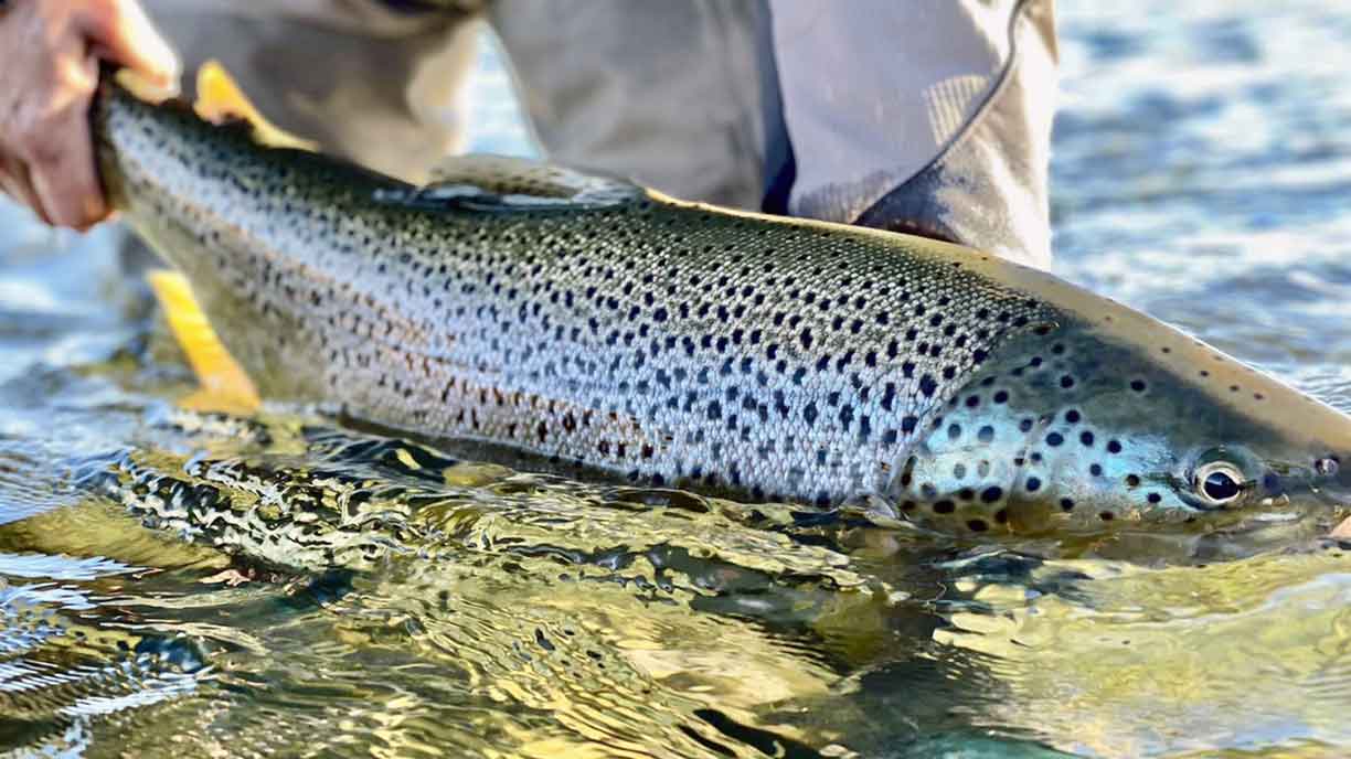 Releasing a rainbow trout on a Patagonian river at Bravo Sur Lodge