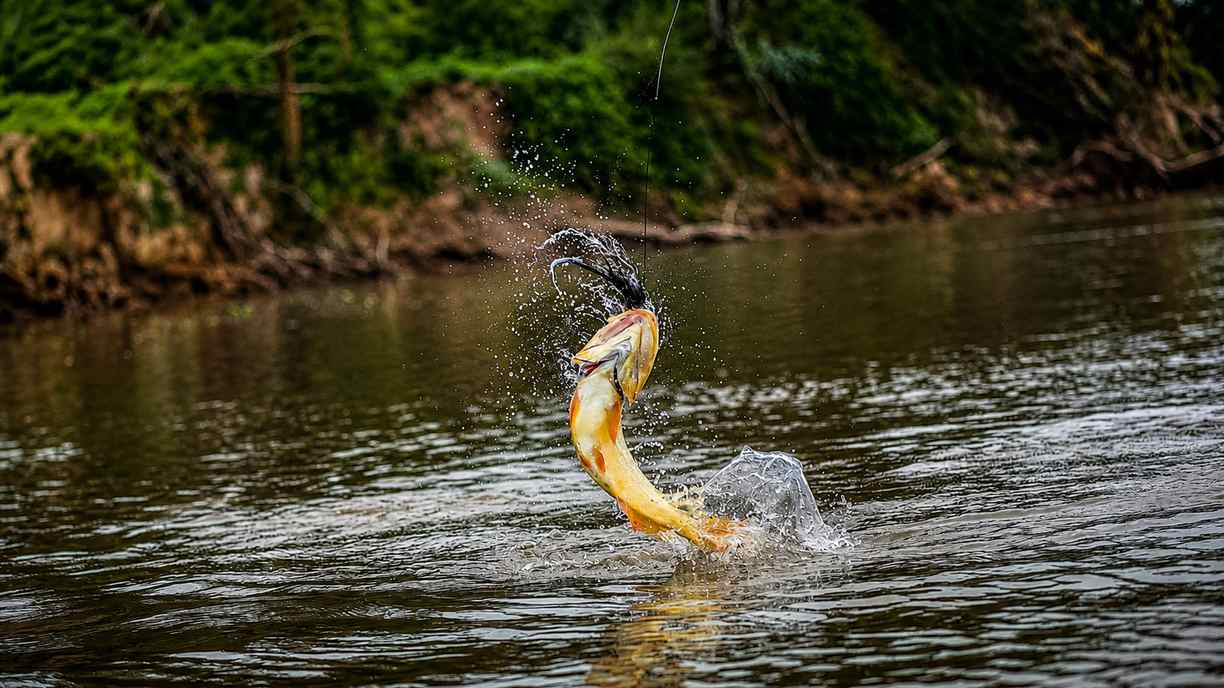 Golden Dorado Strike Rio Bravo Lodge