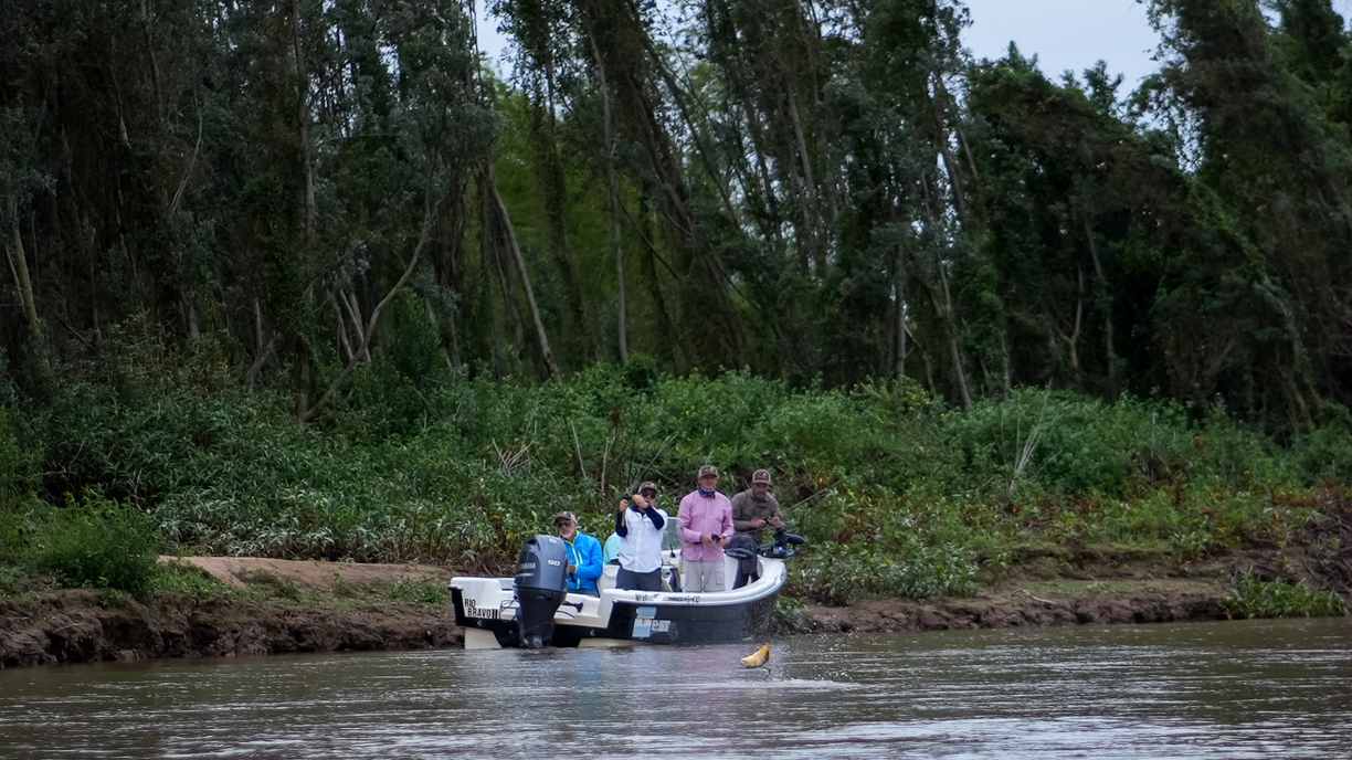 Golden Dorado Strike From The Boat