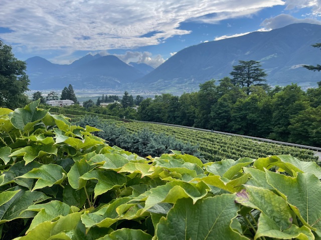 Lush green vineyard with mountain backdrop on a sunny day