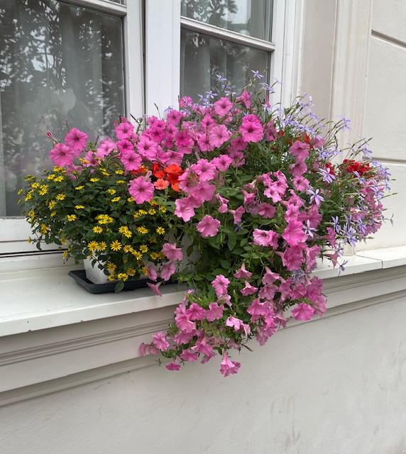 Colorful window box with pink petunias, yellow daisies, and purple flowers