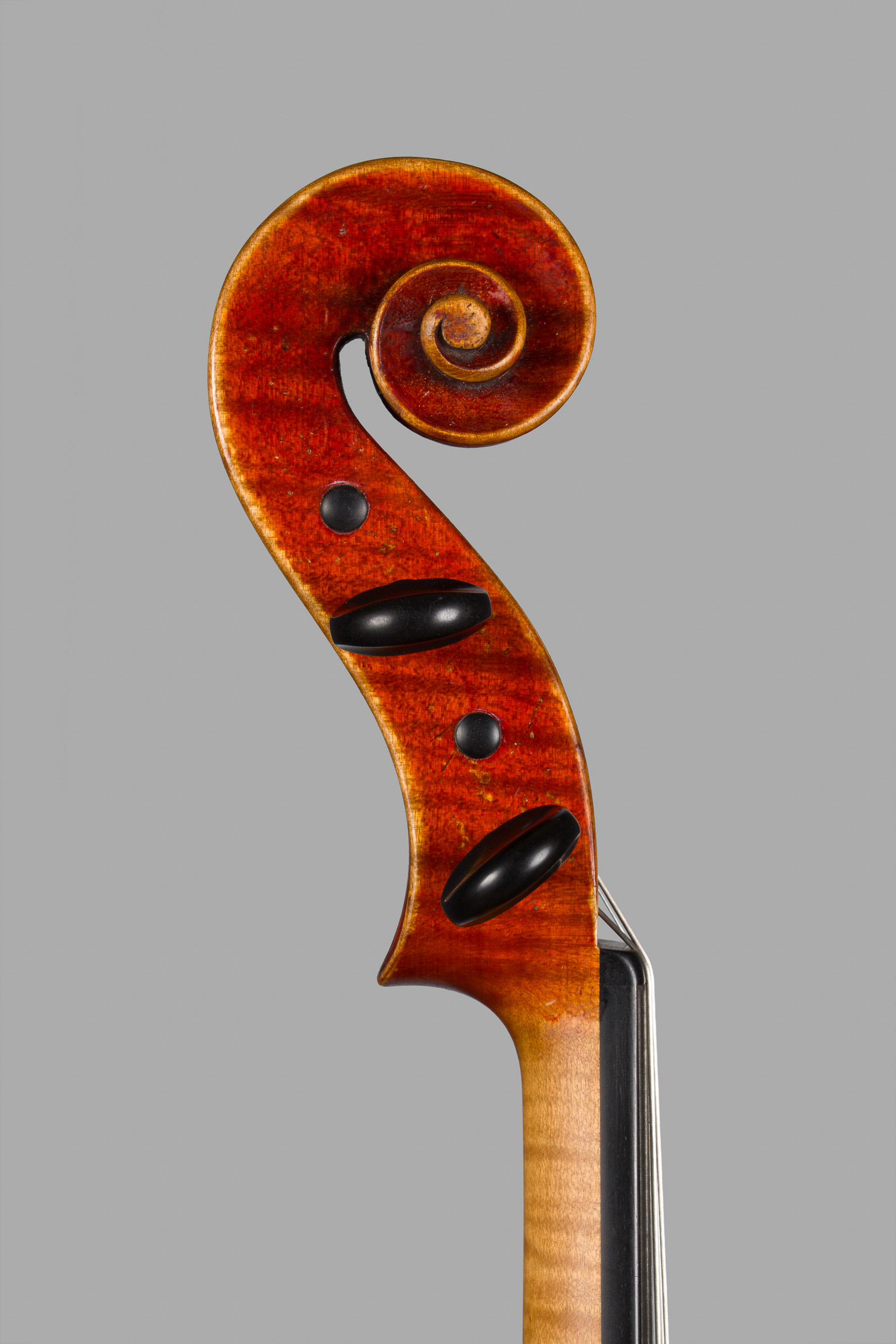 Ansicht der Schnecke von der Seite, bass