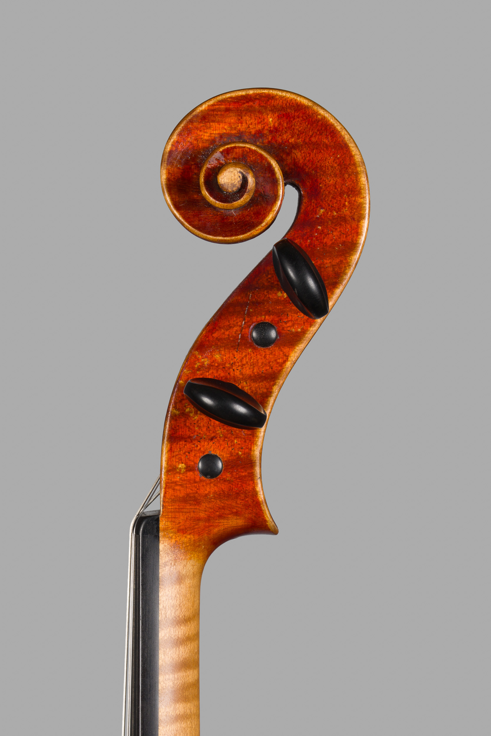 Ansicht der Schnecke von der Seite, diskant